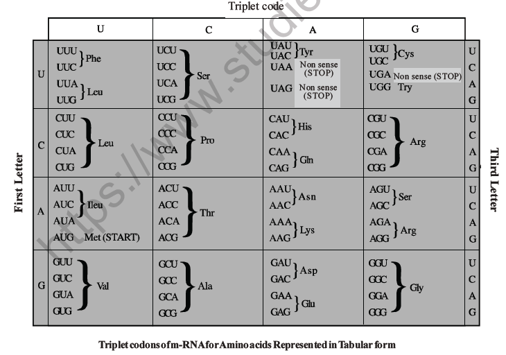 neet-biology-molecular-basis-of-inheritance-mcqs-set-a-multiple-choice